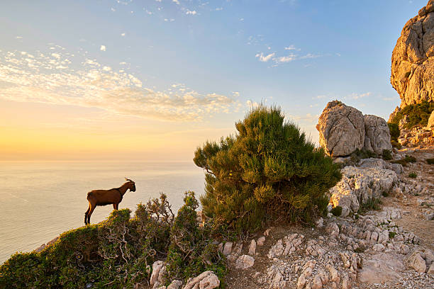 Majestic Sunset Over Mediterranean Cliffs with a Lone Goat Standing Amidst Lush Greenery and Serene Sea Views