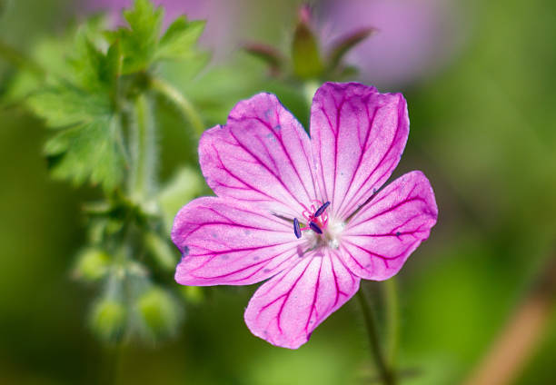 istock A pink flower with green leaves 2219259428