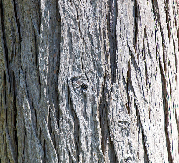 The bark of a tree is rough and textured. The bark is grey and has a few small holes