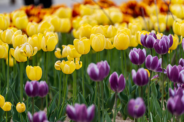 istock various tulips in the garden 2219259937
