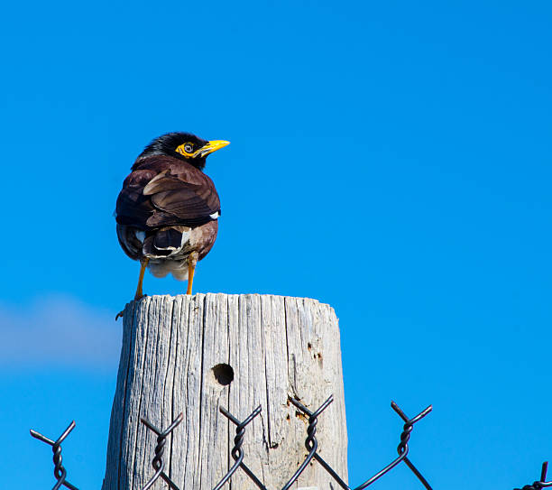 istock Alone Common Myna bird perching on wood with blue sky at the background. 2219261108
