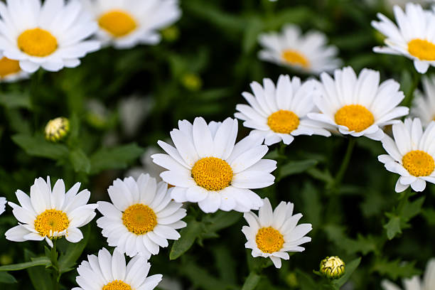 istock daisy flowers in the garden 2219261111