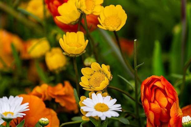 Beautiful Vibrant Pink, yellow spring flower background