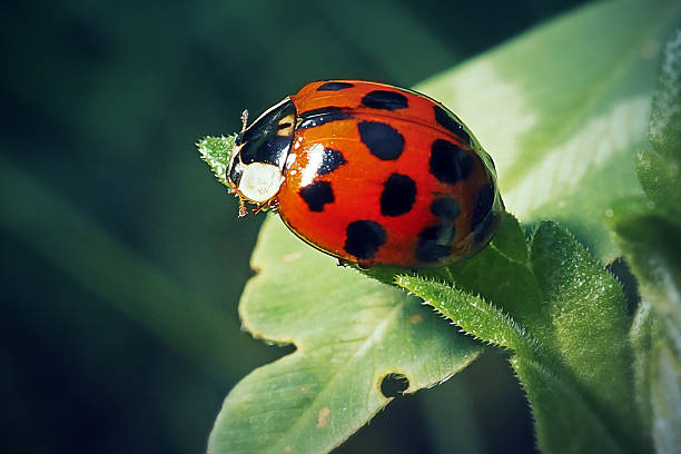 Asian Ladybug Insect Leaf - Free photo on Pixabay
