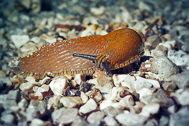 Arion vulgaris Spanish Slug. Digitally Enhanced Photograph.