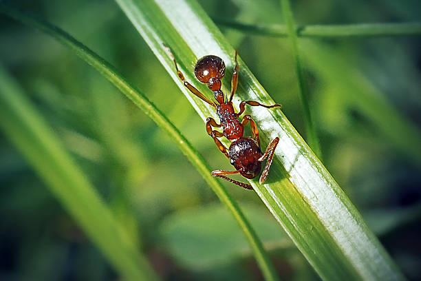 istock Myrmica rubra Formicidae Common Red Ant Insect 2219264283