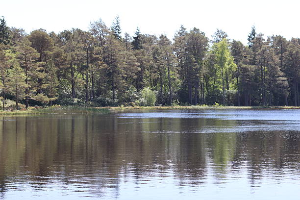 istock Trees reflected in the calm water of a lake 2219265123