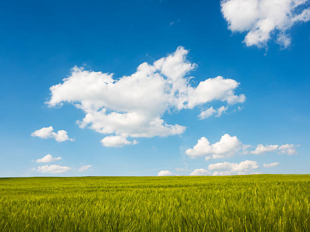 istock Green and yellow wheat field in spring season under blue sky 2219265448