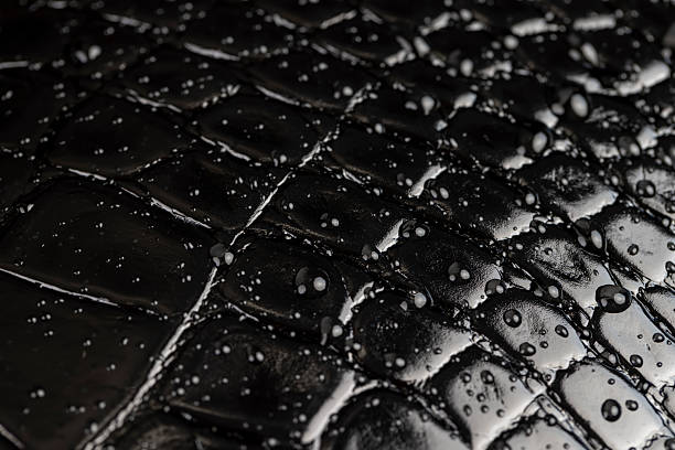 istock black polished leather dyed black with embossed crocodile leather covered with water droplets 2219266246