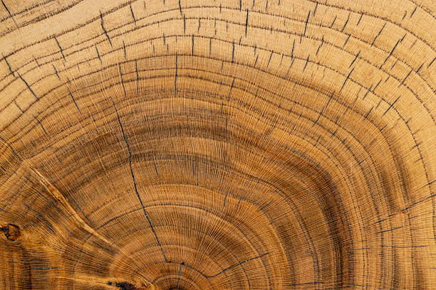 istock processed beautiful walnut wood used for the manufacture of objects 2219266275