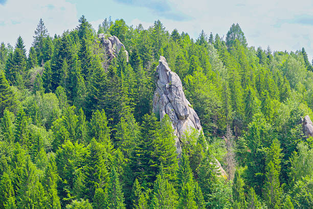 The mountain slope is entirely covered with dense coniferous forest, through the greenery of which tall, sharp rock formations emerge. This picturesque view demonstrates wild nature and its grandeur under a blue sky.