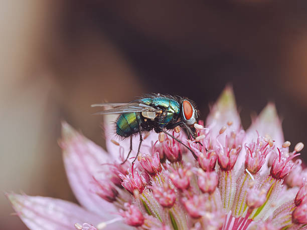 istock A blue bottle fly feeding on an Astrantia flower 2219267840