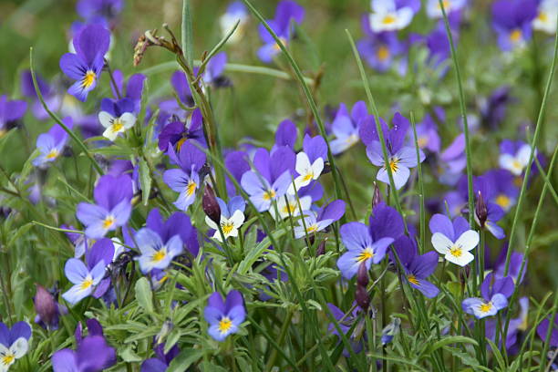 Lovely Little Wildlfowers