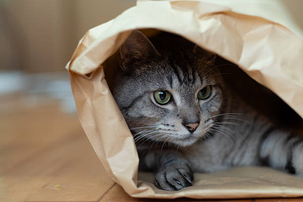 istock Cute cat in a paper bag 2219270096