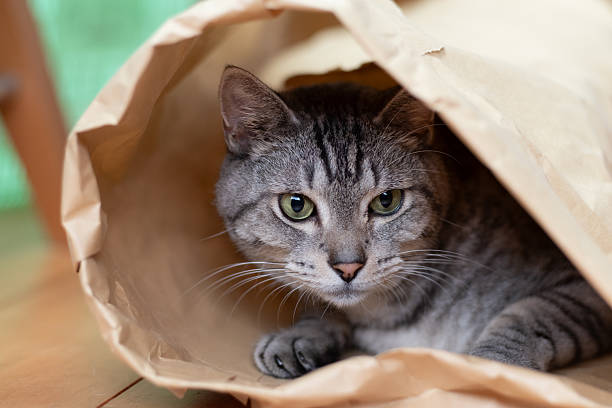 istock Cute cat in a paper bag 2219270145