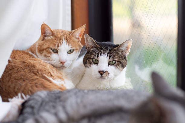 istock Two cute cats cuddling by the window 2219270293