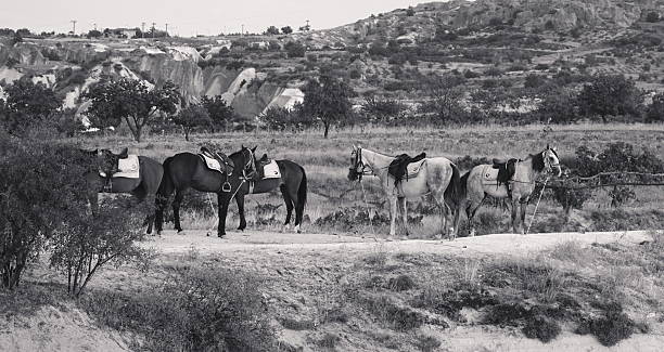 istock Saddled Horses Serene Landscape Side View Black And White 2219270360