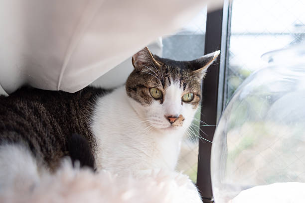 Cute cat relaxing by the window