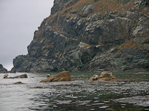 Larga Spotted seals or Phoca largha and sleeping and resting on coastal rocks in the sea of Japan