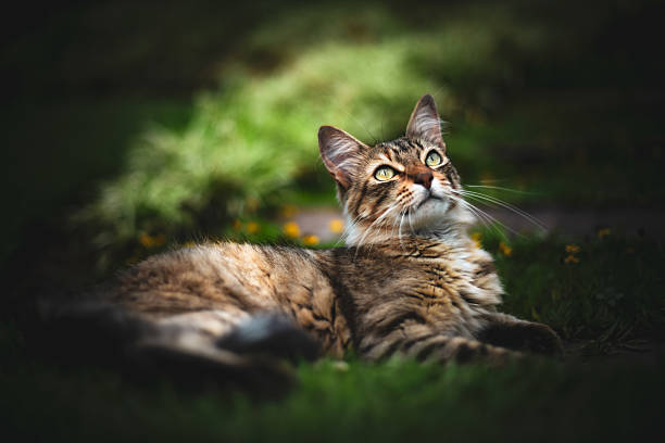 istock Tabby Cat with Green Eyes Lying in the Grass in Natural Light 2219271928