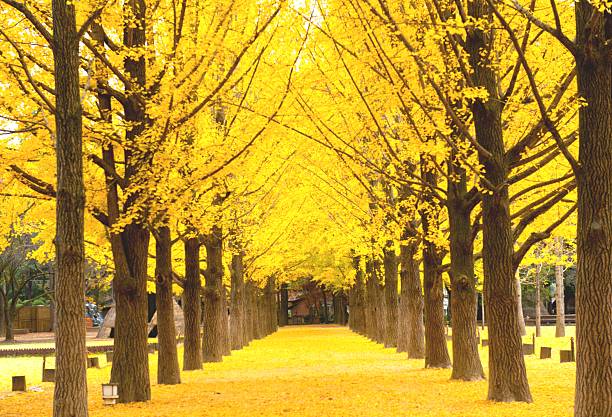 istock Beauty of autumn 2219272585