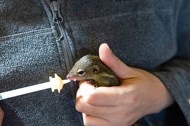 istock Feeds Milk to squirrel by wild animal assistance 2219272606