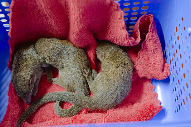 Young women playing with cute chilean degu squirrel. Cute pet sitting on woman's hand
