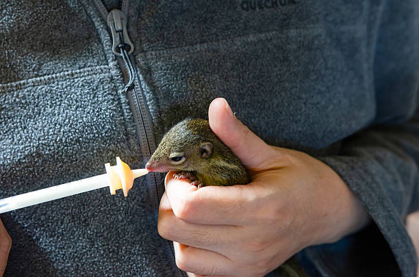 istock Feeds Milk to squirrel by wild animal assistance 2219272888