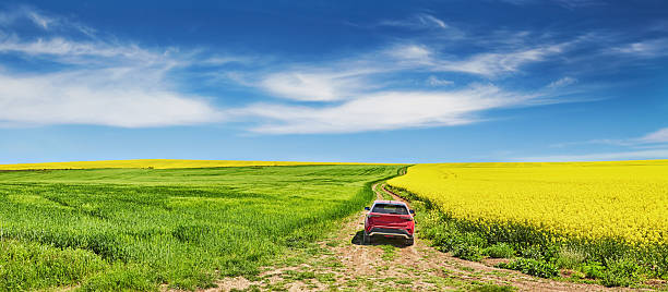 Gomel, Belarus - May 11, 2019: Renault Duster Suv In Spring Rapeseed Field Countryside Landscape. Duster Produced Jointly By French Manufacturer Renault And Its Romanian Subsidiary Dacia.