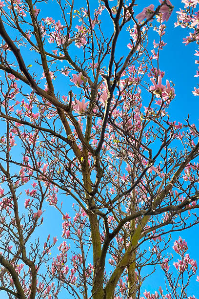 istock Springtime Blossoms on a Magnolia Tree Against a Clear Blue Sky 2219274120