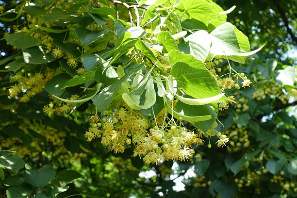 istock Plentiful flowers of linden tree in mid June 2219275499