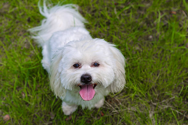 istock Little white dog looking at camera 2219277793