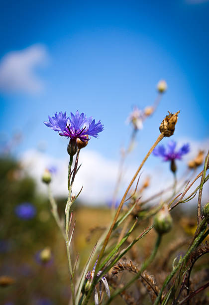 Kornblume im Sommer im Feld