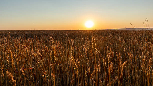 istock Wheat Field Scenery with Morning Sun 2219281639