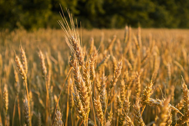 istock Golden Sunny Wheat Field Scenery 2219281665