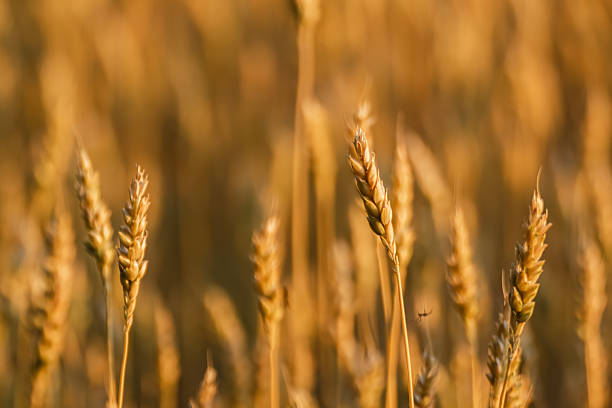 Close-up of ripe wheat ear glowing in warm morning light with soft, blurred background of rural wheat field