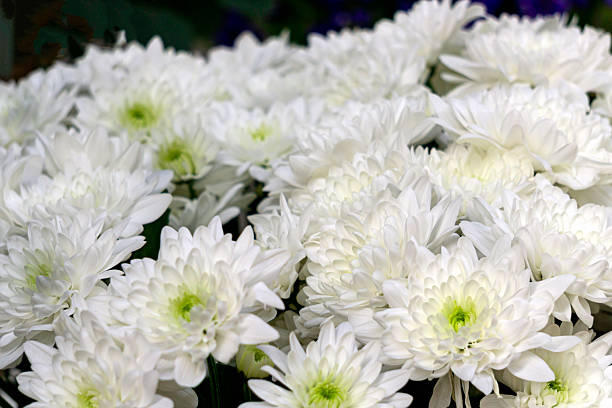 Wilted white flowers in a vase standing on the windowsill. Selective focus.