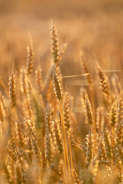 istock Wheat Close-up on Golden Field Vertical View 2219282034