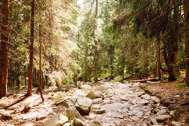 Natural mountain landscape. High cliffs rise above a green landscape. Nature concept, wild nature. Nature trail in the mountains.