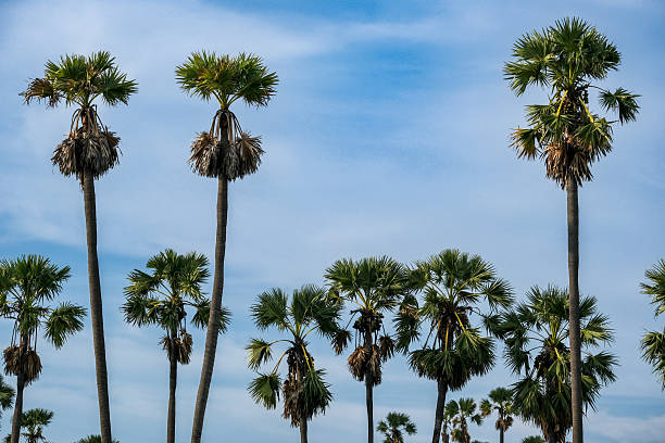 istock View of the palm trees. 2219288825