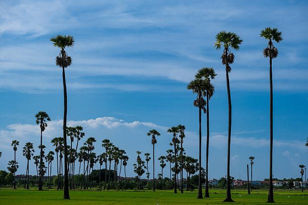 View of fields and palm trees against the sky.