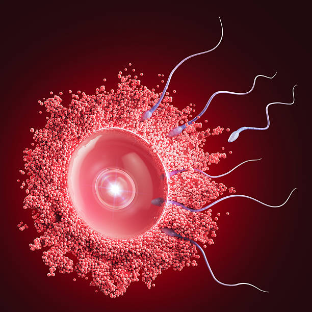 3d illustration of sperm fertilizing egg.