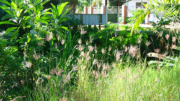 istock Wild Grass in Sunlight with Tropical Green Background 2219293258