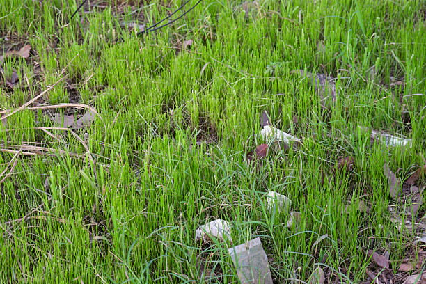 Closeup view of littered green grass with scattered plastic waste and debris showcasing environmental pollution and ecological damage.