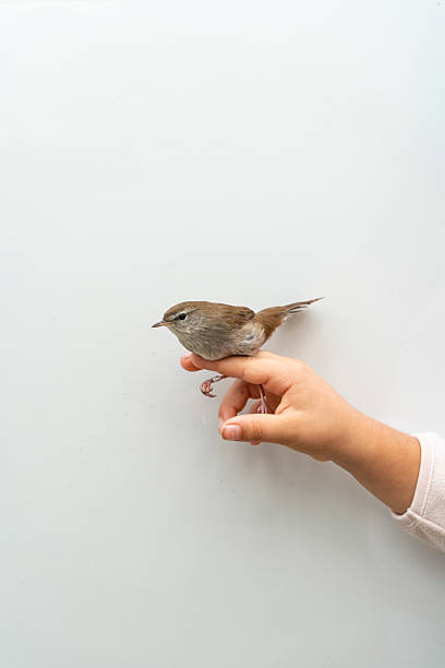 A girl's hand gently holding a small brown bird during a bird watching and banding event, contributing to research and conservation efforts focused on wildlife and biodiversity protection.