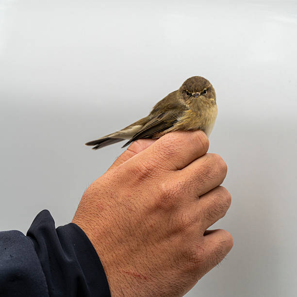 Scientist holds a Eurasian blackcap wing to see its age in a bird banding session ,Castronuño , Valladolid - Spain