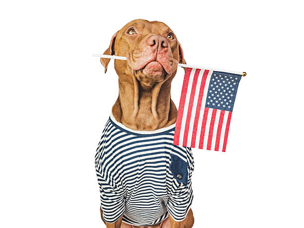 istock Charming, lovable brown puppy and American flag 2219294294
