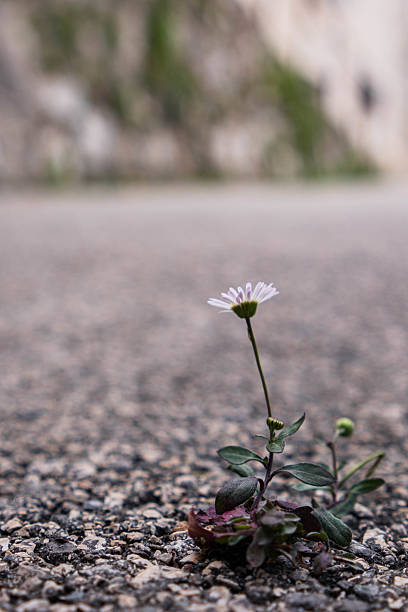 A lonely chamomile flower has grown through the asphalt on the road and is blooming despite the difficult conditions of survival. Power of nature and the will to live. Loneliness and strength.
