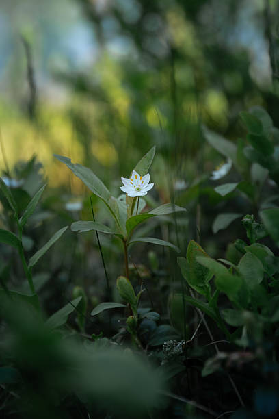 istock Delicate White Flower Blooming in a Lush Green Forest 2219295303