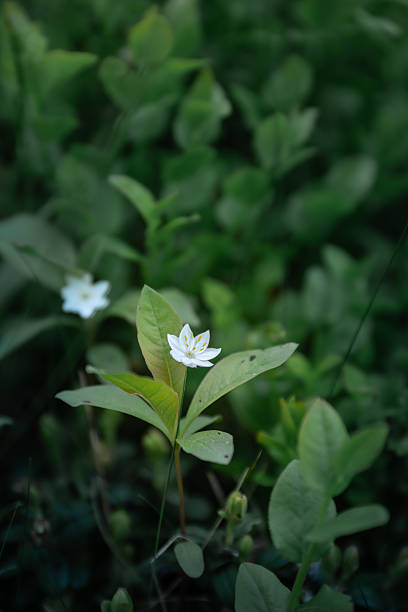 istock Delicate White Flower Blooming in a Lush Green Forest 2219295308